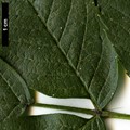 SpeciesSub: subsp. pohuashanensis